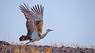 Guided walk marks the inaugural public walk led by Golden Wings Nature Guides, a group of young, local nature enthusiasts deeply connected to the birds, wetlands, and landscapes of Vedanthangal. (Representative photo)