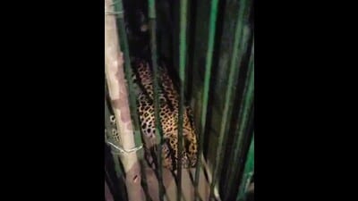 Leopard trapped in a cage in the Jhunsi area of Prayagraj on Thursday. (ANIL KUMAR MAURYA/HT PHOTO) Leopard trapped in a cage in the Jhunsi area of Prayagraj on Thursday. (ANIL KUMAR MAURYA/HT PHOTO)