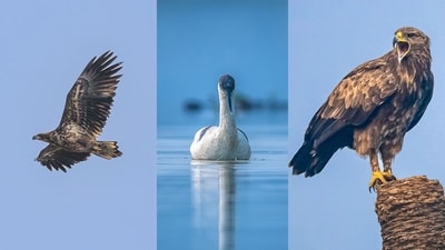 The White-tailed Eagle (left), Pied Avocet (centre) and Greater Spotted Eagle (right) are some of the rare bird sightings this winter birding season. (Photo: Mohit Mehta and Rohit Sharma) The White-tailed Eagle (left), Pied Avocet (centre) and Greater Spotted Eagle (right) are some of the rare bird sightings this winter birding season. (Photo: Mohit Mehta and Rohit Sharma)
