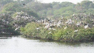 ఫ్లెమింగో ఫెస్టివల్ ఫ్లెమింగో ఫెస్టివల్
