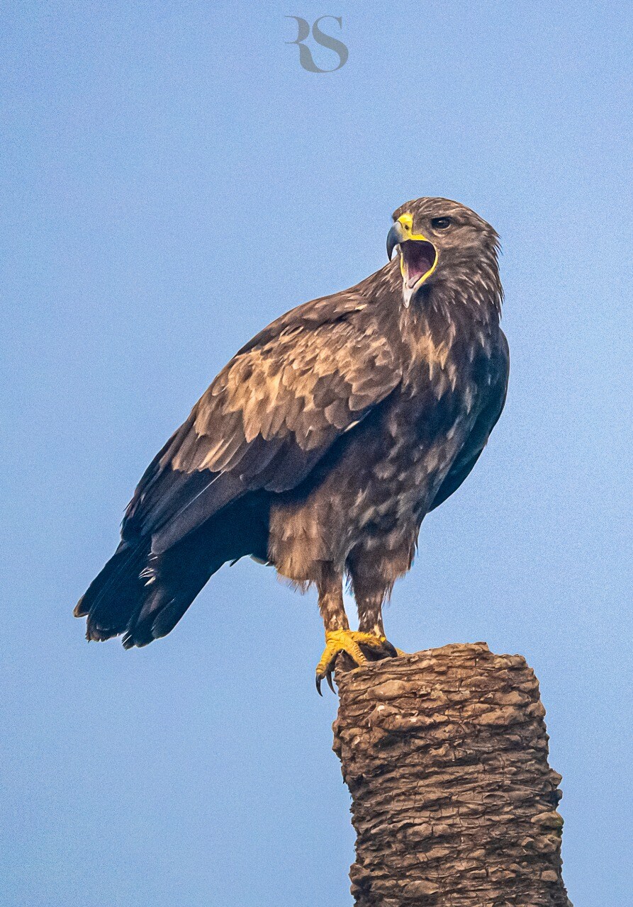 Greater Spotted Eagle Greater Spotted Eagle