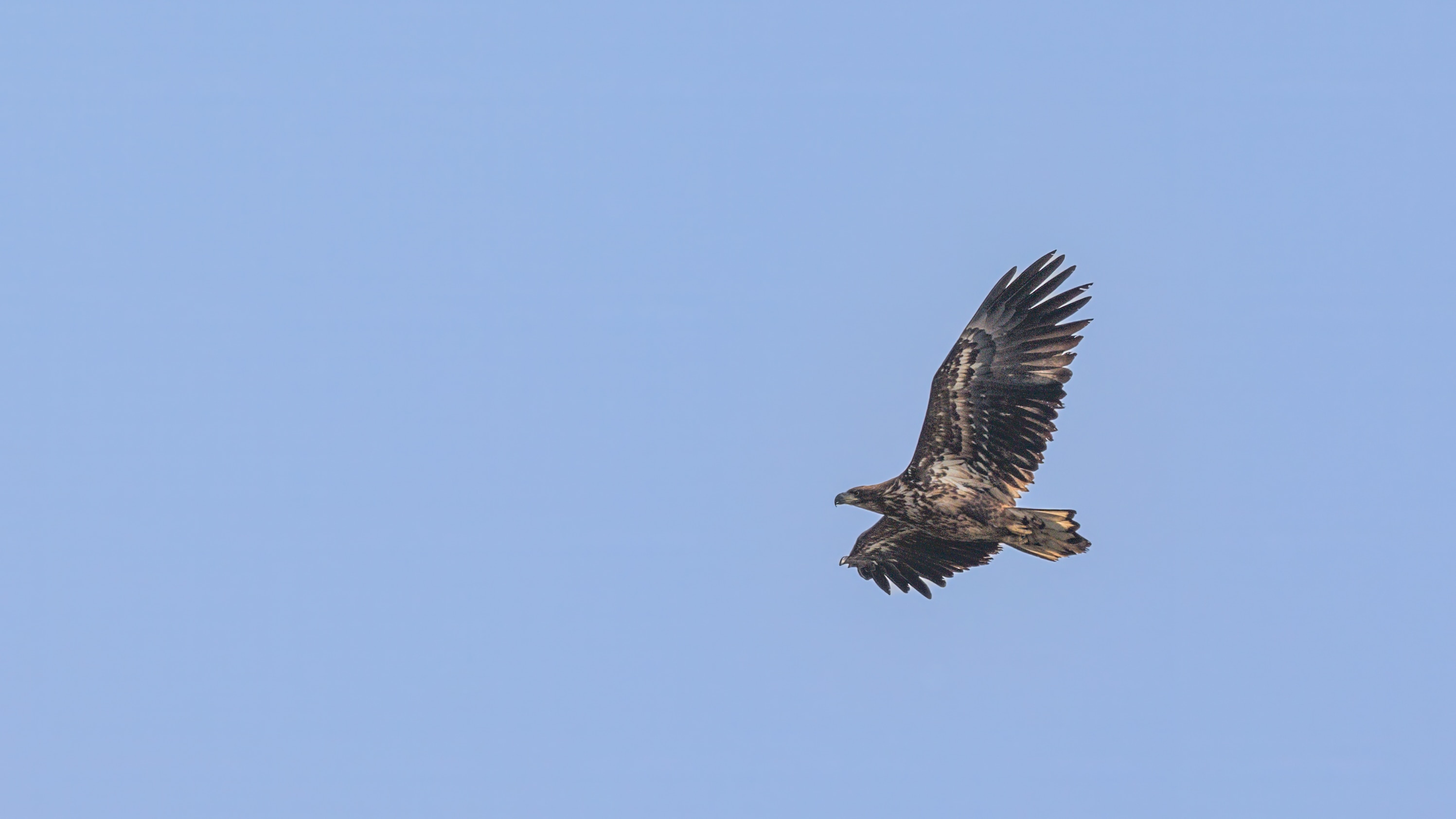 White-tailed Eagle. White-tailed Eagle.