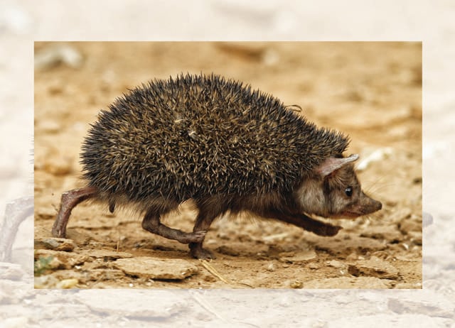 Nocturnal animals leave interesting cues. A porcupine’s trail looks like a path swept by a broom. Nocturnal animals leave interesting cues. A porcupine’s trail looks like a path swept by a broom.