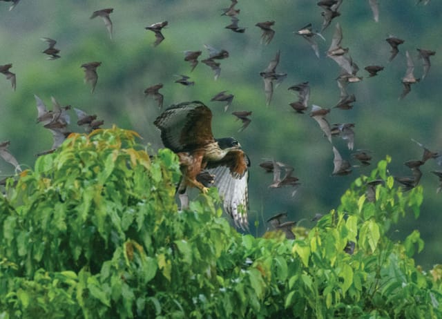 Ornithologist Nithin Divakar says that watching Rufous-bellied eagles chase bats is thrilling. Ornithologist Nithin Divakar says that watching Rufous-bellied eagles chase bats is thrilling.