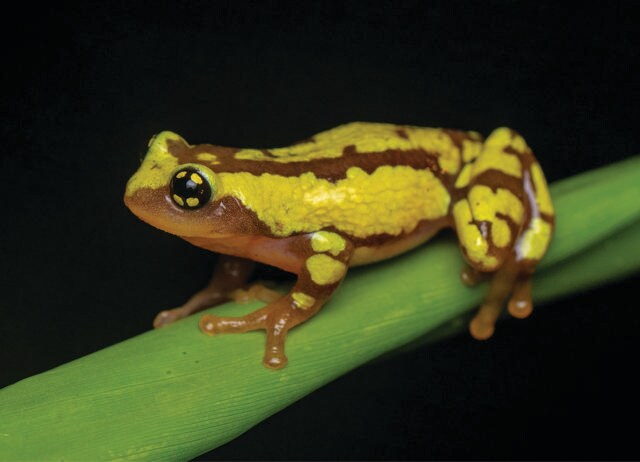 Herpetologist Sandeep Das loves frogs. Some are rarer to spot than a tiger. Herpetologist Sandeep Das loves frogs. Some are rarer to spot than a tiger.