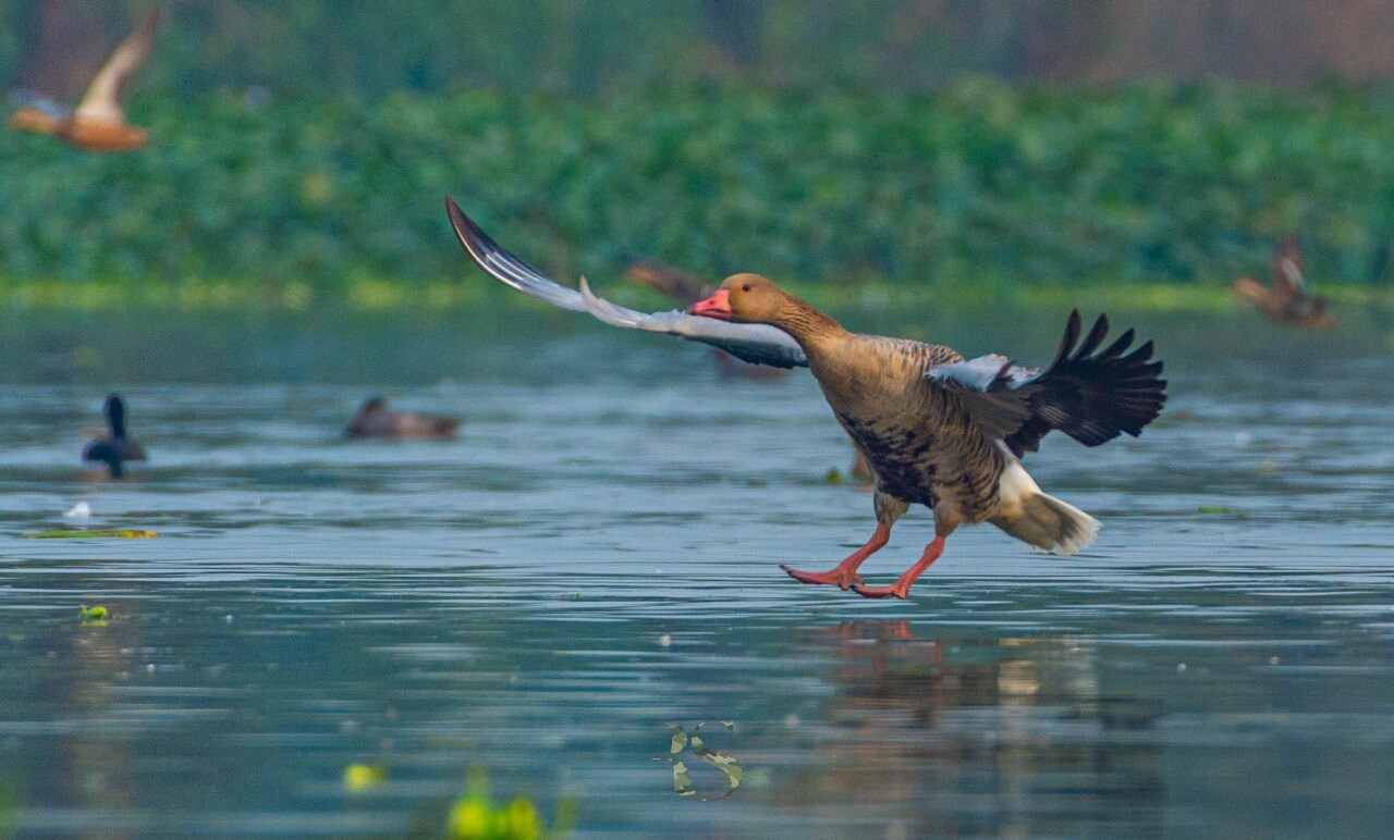Graylag Geese Graylag Geese