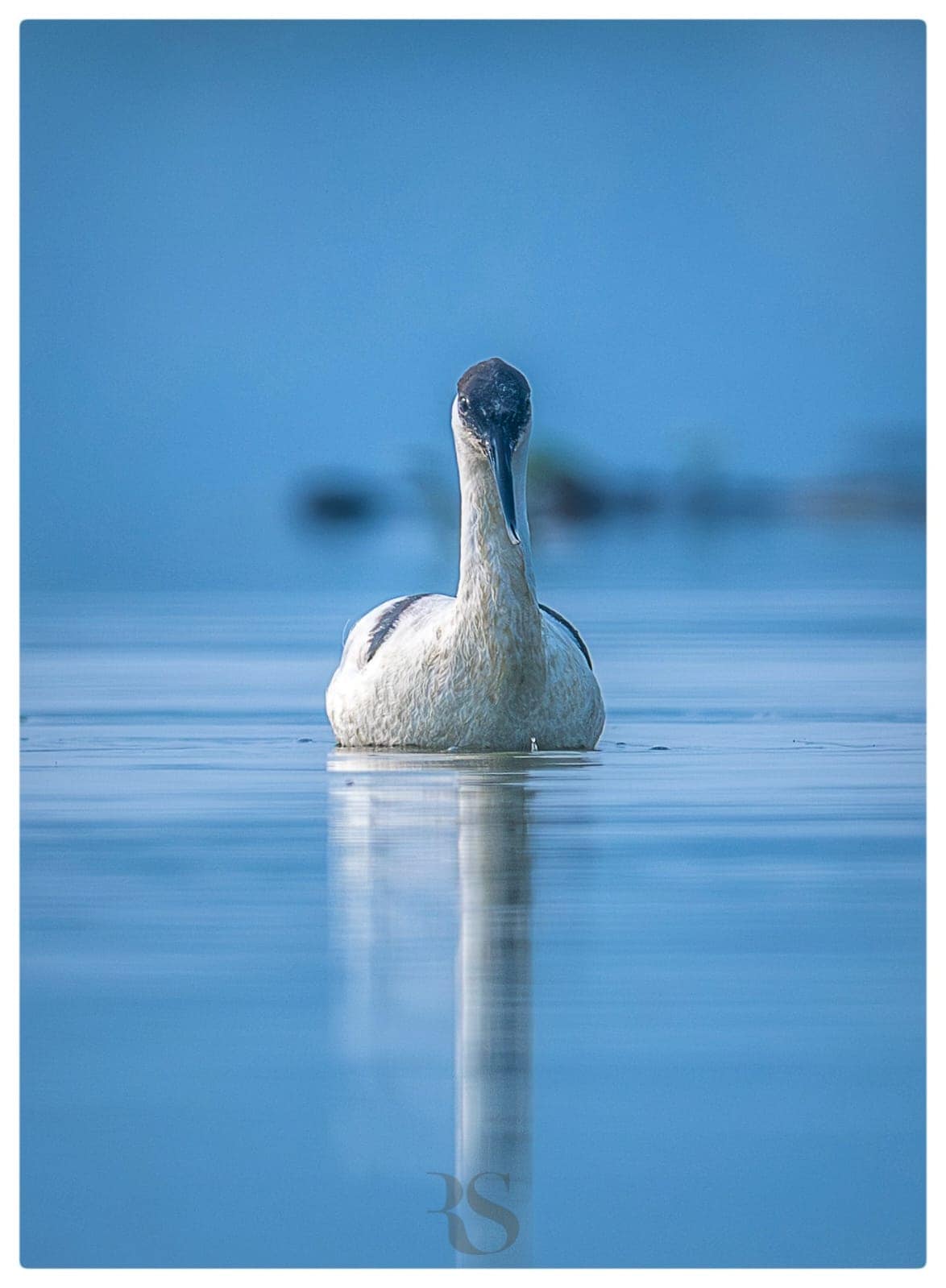 Pied Avocet Pied Avocet