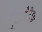 A variety of birds being spotted in Udaipur Wildlife Sanctuary in West Champaran, Bihar, Friday (HT Photo)