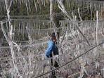 Experts say that the persistent cold, fog, and falling night temperatures in the area are favourable for apple trees. (Deepak Sansta/HT) Experts say that the persistent cold, fog, and falling night temperatures in the area are favourable for apple trees. (Deepak Sansta/HT)