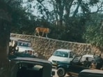 Tourists at Ranthambore National Park witnessed a rare moment as a tiger cub wandered into the parking area near Ranthambore Fort,