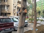 The heavily pruned branches of trees seen in the society complex. According to officials, around 13 alstonia, 2 siris, 4 papari, and 4 subabul trees, were chopped without permission. (Parveen Kumar/HT Photo)