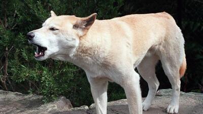 A pack of dogs mauled the man to death. (Representative photo/AP File) A pack of dogs mauled the man to death. (Representative photo/AP File)