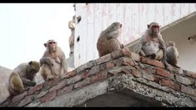The petitioner in his PIL argued that after monkeys were denotified from the Schedule of the Wildlife Protection Act, the responsibility of their management shifted to local bodies under the municipal laws. (For Representation) The petitioner in his PIL argued that after monkeys were denotified from the Schedule of the Wildlife Protection Act, the responsibility of their management shifted to local bodies under the municipal laws. (For Representation)