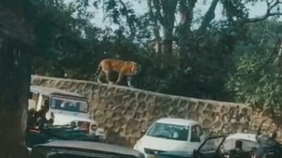 Tourists at Ranthambore National Park witnessed a rare moment as a tiger cub wandered into the parking area near Ranthambore Fort, (Instagram/ranthambhorepark)
