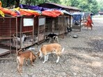 (Representative image) Civic officials say no site is finalised yet, while stalled sterilisation drives may restart after agencies return from January end. (HT Archive)