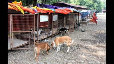 (Representative image) Civic officials say no site is finalised yet, while stalled sterilisation drives may restart after agencies return from January end. (HT Archive) (Representative image) Civic officials say no site is finalised yet, while stalled sterilisation drives may restart after agencies return from January end. (HT Archive)