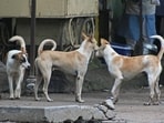 PMC will launch mobile animal rabies elimination care hospital to bolster animal birth control programme in newly merged villages that lack permanent facilities. ((PIC FOR REPRESENTATION))