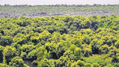 Mumbai’s mangroves are threatened by that very everyday life of the city of which they were a part. (Photo by Bachchan Kumar/ HT PHOTO) (HT PHOTO) Mumbai’s mangroves are threatened by that very everyday life of the city of which they were a part. (Photo by Bachchan Kumar/ HT PHOTO) (HT PHOTO)