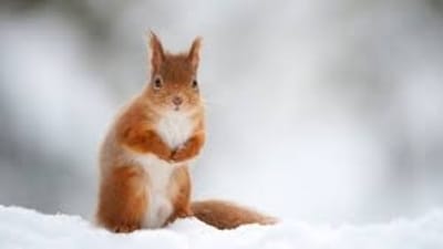 Photograph: Naturepl.com Photograph: Naturepl.com