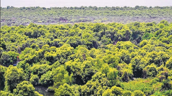 Mumbai’s mangroves are threatened by that very everyday life of the city of which they were a part. (Photo by Bachchan Kumar/ HT PHOTO) (HT PHOTO)