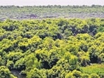 Mumbai’s mangroves are threatened by that very everyday life of the city of which they were a part. (Photo by Bachchan Kumar/ HT PHOTO) (HT PHOTO) Mumbai’s mangroves are threatened by that very everyday life of the city of which they were a part. (Photo by Bachchan Kumar/ HT PHOTO) (HT PHOTO)
