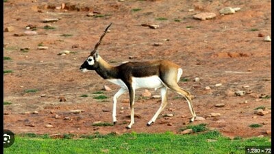 Census begins at Kaimur Wildlife Sanctuary to pave way for 2nd tiger reserve of Bihar Census begins at Kaimur Wildlife Sanctuary to pave way for 2nd tiger reserve of Bihar