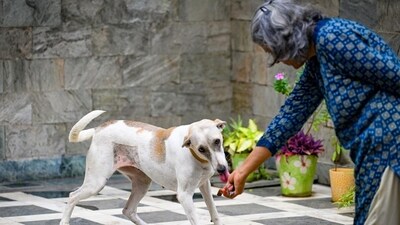 Feeding community dogs (Sanchit Khanna/HT)