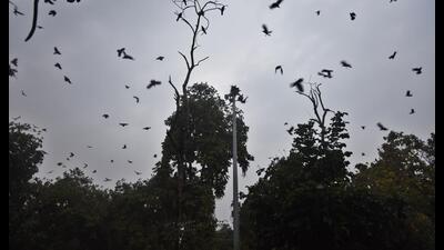 Despite the high numbers, birders highlighted river water pollution, kite strings, cattle grazing and waste dumping as persistent threats to the habitat (Raj K Raj/HT PHOTO) Despite the high numbers, birders highlighted river water pollution, kite strings, cattle grazing and waste dumping as persistent threats to the habitat (Raj K Raj/HT PHOTO)