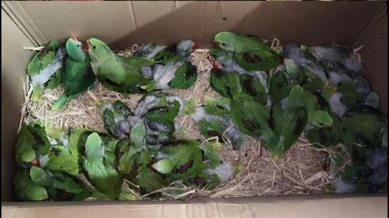 The Jamshedpur forest department seized horns of deer, peacock feathers, and over 100 live parrots smuggled in from Kolkata (HT Photo)
