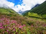 A view of the Valley of Flowers in Uttarakhand. (HT File)