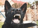 The stray dog issue is at the centre of tussle in the Supreme Court. (Getty Images/iStockphoto)