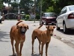 The team captured the dog and sent it to a shelter home. We have kept it under observation, and tests will be performed to check whether or not it is infected with rabies. Additionally, the treatment of all dog bite victims has started, says official. (REPRESENTATIVE PHOTO)