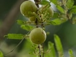 Amla provides an excellent daily dose of vitamin C, shares Dr Vatsya. 