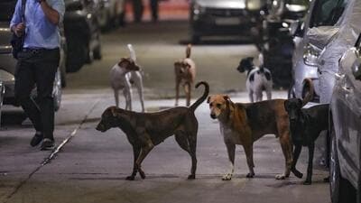 Animals and birds are not inanimate objects, case property or disposable items, the court told the shelter. (PTI) Animals and birds are not inanimate objects, case property or disposable items, the court told the shelter. (PTI)