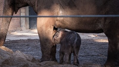 A veterinarian conducted an autopsy and declared that the elephant died after consuming a country-made bomb. (AFP/Representative)