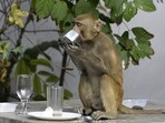 A monkey at the Press Club in 2020. (HT Archive)