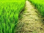 Crop yield (For Representation) Crop yield (For Representation)