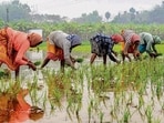 The bill plans to levy steep penalties for selling spurious planting material to farmers. (PTI)
