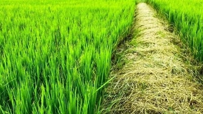 Crop yield (For Representation) Crop yield (For Representation)