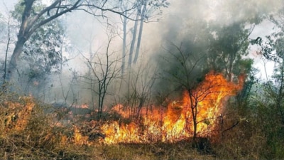 The fire broke out in the forests of Painkhanda under Valley of Flowers range of the Nanda Devi National Park on January 9. (Representative photo) The fire broke out in the forests of Painkhanda under Valley of Flowers range of the Nanda Devi National Park on January 9. (Representative photo)