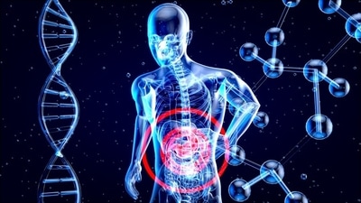 Read more to find out how the gut controls different organs. (Unsplash) Read more to find out how the gut controls different organs. (Unsplash)