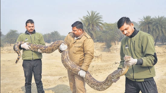 Officials said the reptile was found to be stable. It was provided hydration support. After observation, it was released into a suitable natural habitat away from human habitation. (HT Photo)