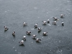 Pigeons during a cold winter morning at the frozen Dal Lake, in Srinagar on Wednesday. (ANI)