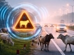 The pilot is currently operational on two highway corridors, Jaipur–Agra and Jaipur–Rewari, which have been identified as cattle-prone stretches. (AI-generated representational image)