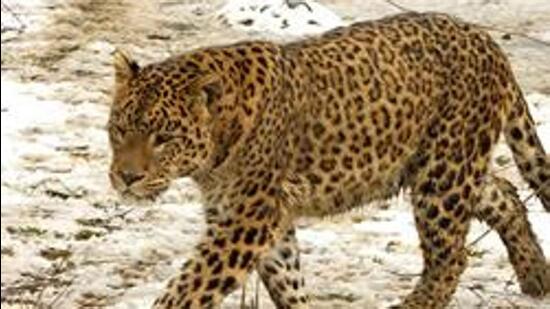 A leopard killed two young girls in Uttarakhand’s Chamoli district. (Representative Photo)