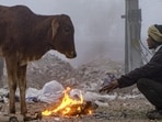 A man and a bovine keep themselves warm on a cold winter morning in Gurugram. (PTI)