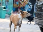 According to MCG officials, 4,524 stray dogs were vaccinated and 3,585 were sterilised between January 1 and July 31, 2025. (Sunil Ghosh / Hindustan Times)