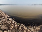 At present, Sukhna Lake operates 135 paddle boats, five shikaras and one cruise boat with a capacity of 20 passengers. (Ravi Kumar/HT)