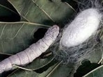 Eri silk, reared on castor leaves, has found quick acceptance. Castor is sown on field bunds or small plots, with silkworms reared on its leaves. (Sourced)
