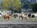 Residents say that moving through the narrow lanes has become a daily challenge because of the fear of stray dogs. (HT Photo)